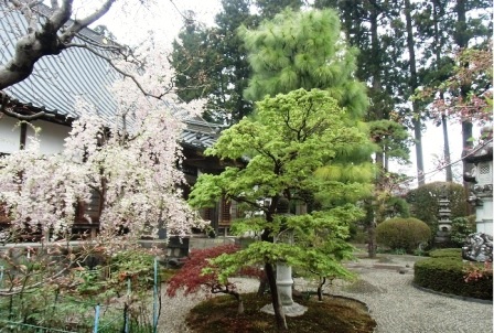 桜